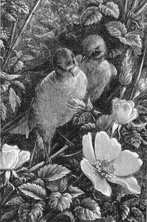 “Two old robins were consulting.”
Page 9. “Two old robins were consulting.”
Page 9.
