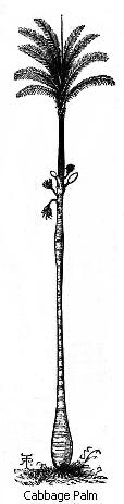 Cabbage Palm
