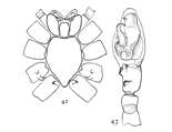 Figs. 42, 43. Anyph&aelig;na
calcarata.&mdash;42, under
side of cephalothorax of female. 43, palpus of male.