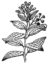 FIG. 106.&mdash;CINNAMON

A common tree of Ceylon (Cinnamomum zeylanicum). From the related
Cinnamomum Camphora camphor is derived.