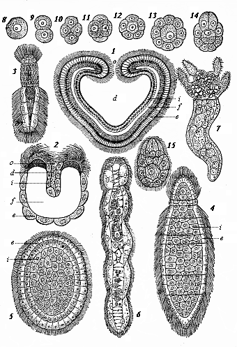 Fig. 233. Modern gastr&aelig;ads. Fig. 1. Pemmatodiscus gastrulaceus (Monticelli), in longitudinal section. Fig. 2. Kunstleria gruveli (Delage), in longitudinal section. (From Kunstler and Gruvel.) Figs. 3-5. Rhopalura Giardi (Julin): Fig. 3 male, Fig. 4 female, Fig. 5 planula. Fig. 6. Dicyema macrocephala (Van Beneden). Fig. 7-15. Conocyema polymorpha (Van Beneden): Fig. 7 the mature gastr&aelig;ad, Fig. 8-15 its gastrulation.